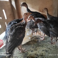 Ayam Kalkun anakan Usia 2 bulan sehat sehat garansi hidup