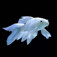 Koi Platinum Slayer 6-7 Cm Isi 5 + Bonus Pelet 10 Gram