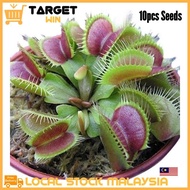20pcs Flytrap Potted Plant Seeds Dionaea Muscipula Giant Clip Venus Flytrap Seed