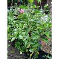 Anak Pokok Bunga Raya (Hibiscus Rosasinensis) | Anak Benih Pokok, Pohon Bunga Raya