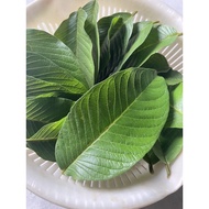 [READY STOCKS] [WASHED]  Fresh Organic Guava Leaves