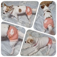 Dog Underwear ️Female ️Bloomers Shorts Waist Size 22-59 Cm.(85⁄8-231⁄4 Inches) DogDiapers DogPanties