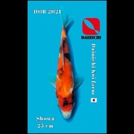 Ikan Koi Showa Import Impor Jepang Dainichi Sertifikat Serty Hologram