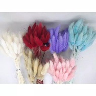 10pcs Bunnytail warna / dried flower / bunga kering /lagurus COD