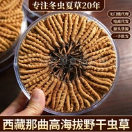 Cordyceps Sinensis ใน Naqu Xizang Tibet Naqu Cordyceps Sinensis