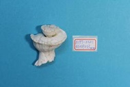 superlin30 a157-0301 瑪娃花仙螺 (43*39*33 mm)