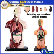 3D Human Anatomy Organ Teaching Aids Torso Model Simulation Human Body Model Set Educational Toys