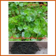 ➹ ∈ — Pansit pansitan seeds (approx 100 seeds)