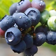 大果藍莓樹苗盆栽地栽果樹苗藍莓南北方種植陽臺庭院種植當年結果