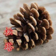 Pine Cone Traditional Chinese Herbal Materials Pine Cone Pine Cone/Pine Cone/Pine Cone/Skin Pine Con