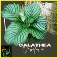 ☽ ☂ ☢ Calathea Orbifolia Live Plants