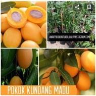 Anak benih kundang madu(buah besar)