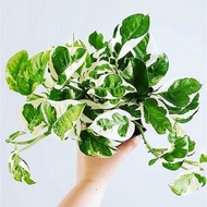 Indoor Plant /Money Plant /Epipremnum N-Joy / NJoy Pothos 白金葛