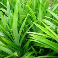 [JA.MINIGARDEN] POKOK PANDAN. DAUN PANDAN