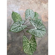 Caladium Christmas White - Angel Wings - Fancy Leafed Caladium - Ornamental Foliage