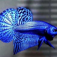 cupang hias wild betta alien blue  hybrid (real pick)