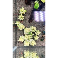 Nana White (Anubias Nana var. White)