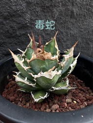 新品正版高質🎉毒蛇芽🎉🎉💕美杜莎（惡魔君），白犀牛，追星，金蟾，暴牙錦，狼人錦，立可白錦，白豪刺，白鯨黃覆輪錦，黑帝斯，綠幽靈，還有金剛（紅獅）芽  魔丸芽  蓝鲸黄覆輪錦芽 蓝鲸白覆輪錦芽 小岛中斑