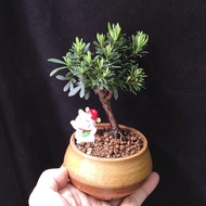 米葉羅漢松 原生株 掌上盆景 矮樁    連招財貓 花盆   plant  Bonsai 植物 盆栽 小樹  禮物 gift 風水 【實拍。只此一盆】