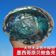 Abalone Shells Conch Creative Home Decorations Ornaments Fish Tank Aquascaping Grilled Sage Utensils