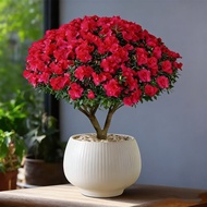 Azalea Large Potted Plant with Buds, Blooms All Seasons