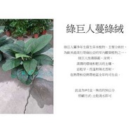 心栽花坊-綠巨人蔓綠絨/9吋/觀葉植物/室內植物/綠化植物/售價500特價420