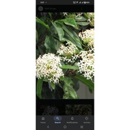 pokok bunga ixora putih wangi