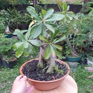 Adenium Original - Bahan Adenium - Bahan Bonsai Adenium- Bunga Kamboja