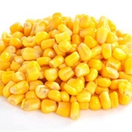 jagung manis pipil, jagung pipil, jasuke sweet corn