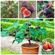 Fig seeds tropical Ficus carica fruit seed contains 30 seeds, fruit varieties, vegetable seeds, frui