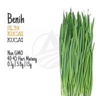 BENIH Kucai | Chives Seeds