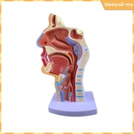 [BlesiyaedMY] Human Anatomical Nasal Cavity Throat Anatomy Model 4.74.79.5 Inches