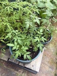 芳香萬壽菊