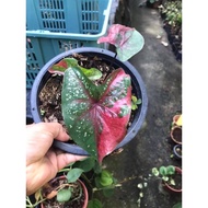Pokok Keladi red beret  heart cat tumpah urat merah ori thai caladium red barret real plant