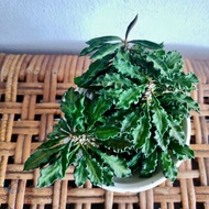 Live plant - Euphorbia Decaryi 皱叶麒麟块根植物【ready stock】一物一拍