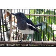 BURUNG kacer betina siapan pilihan