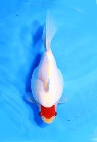 Koi Import Tancho Tamasaba Marushin Koi Farm Size 25 cm