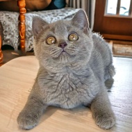 british shorthair kucing abu