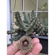 Succulent: Huernia Hystrix