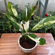 Var Peace Lily 20cm tall, Sazat Plant, indoor ornamental Plant,