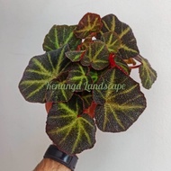 begonia solimutata - tanaman hias begonia solimutata - begonia karpet