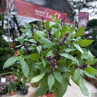 [Paling Horticulture Sdn Bhd] Thai Basil 九層塔树苗 | Pokok Thai Basil Herba | Real Live Herb Plant | Tha