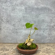 附石黃槿 – 自然共生的靜謐美感