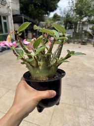 4.12換盆 青皮哥斯拉沙漠玫瑰 多肉植物 盆栽