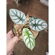 tanaman alocasia silver / alocasia dragon silver /alocasia dragon - remaja