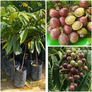 Anak pokok     matoa merah /longan brazil cepat berbuah