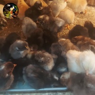 Anak Ayam Kampung UngguL/Bibit Ayam Kampung UngguL/DOC Super Usia 1day
