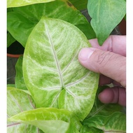House plant - Syngonium Lime Green