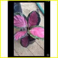 ♣ ◆ ✈ Calathea bundle-Lancifolia,crimson,manao blush For luzon &amp; visayas only
