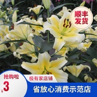 Bebola bunga lili minyak wangi yang diimport 1 bola Lily Oriental OT lily LO meriam besi mentol lily